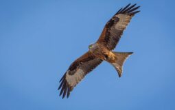 ‘Spot the Birdy 3 – The Red Kite’ by Stephen Irwin
