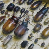 Beetle Collection