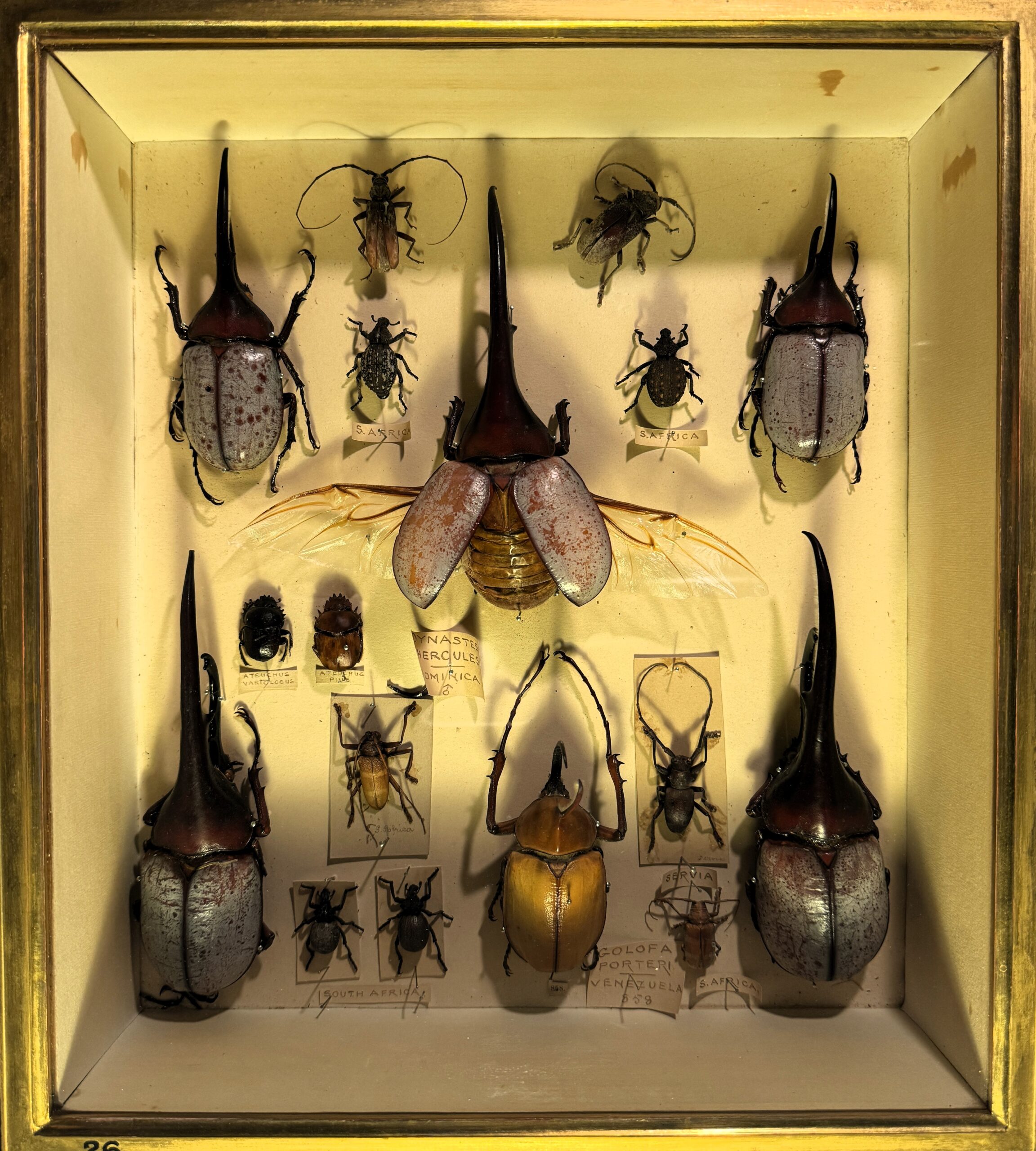 Winged beetles of different shapes and sizes in a box