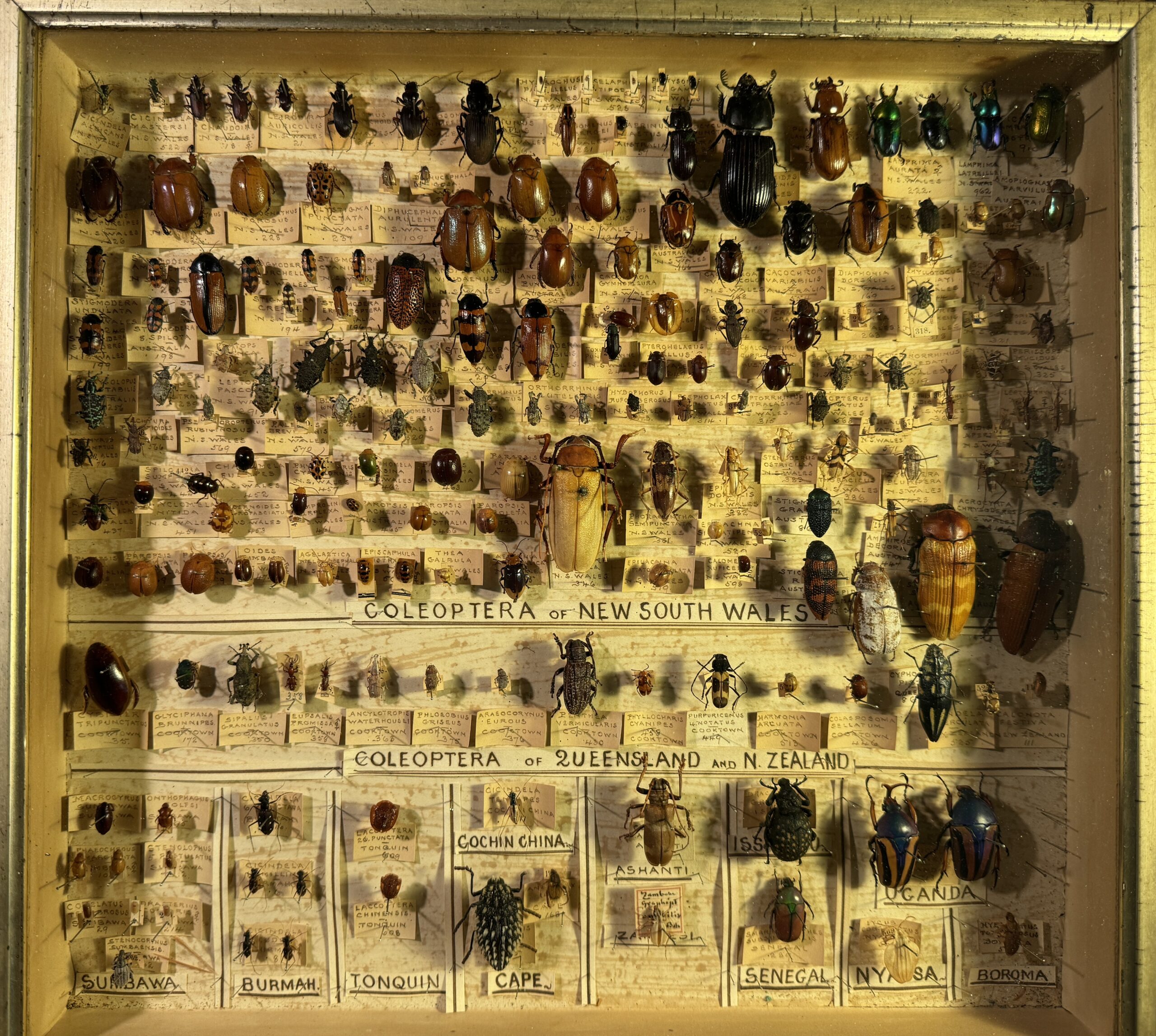 Case featuring beetles of different shapes and sizes from very small to large.